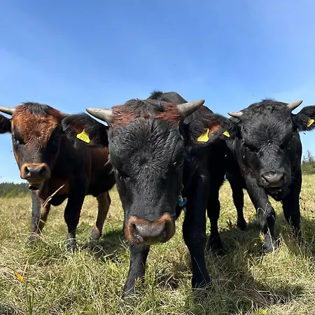 Mayen Unique Et Authentique Domek alpejski Vernamiège