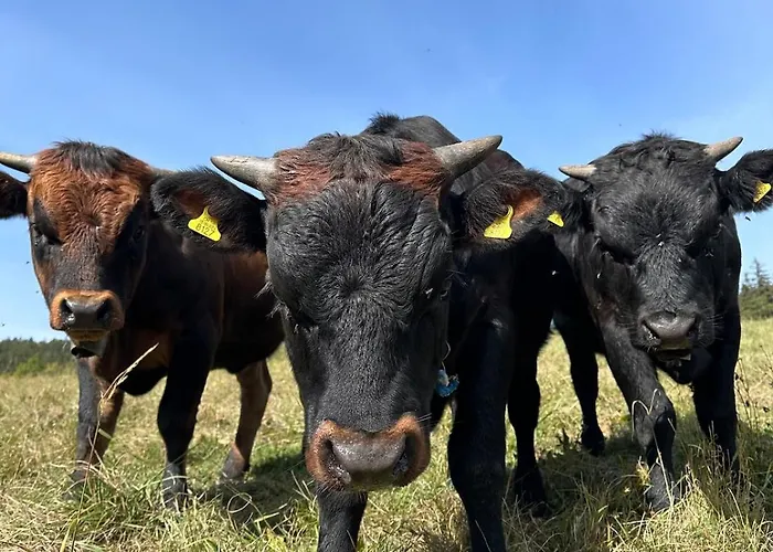 Mayen Unique Et Authentique Domek alpejski Vernamiège